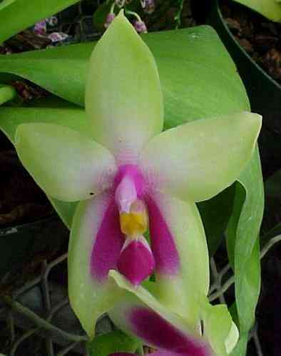 Phalaenopsis bellina (violacea Borneo)